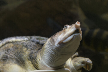Florida softshell turtle. Portrait. Close up