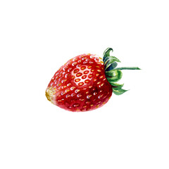 Strawberry. Botanical watercolor illustration of red strawberry.