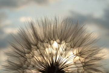 Fototapeta premium Fluffy Dandelion against sunset sun. The sun shines through of Dandelion. Summer or spring background. Desktop computer background. Fragility. Dandelion flower with seeds ball .Silhouette flower.