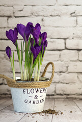 Colorful crocuses - the first spring flowers. spring crocus flowers with purple petals and green leaves in a pot