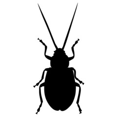 Black illustration of a tropical beetle. The insect is a pest of forests and gardens. Drawing for tattoo