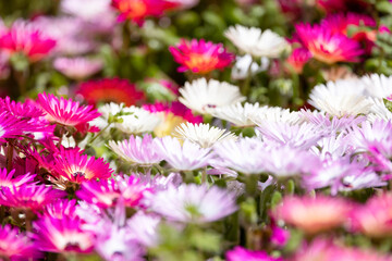 リビングストンデージーの花畑