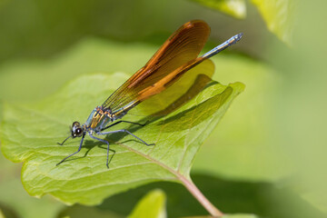 葉っぱにとまるニホンカワトンボ