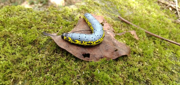 Caterpillar of black, yellow and lead color walking on the moss.