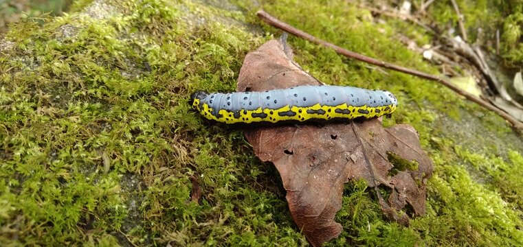 Caterpillar of black, yellow and lead color walking on the moss.
