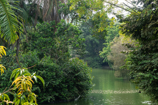 Tropical forest with a lake located in Colombia