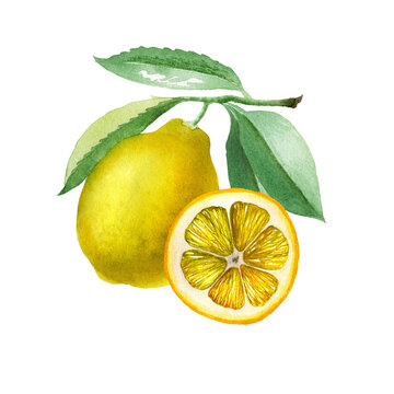 Lemon. Botanical watercolor isolated illustration.