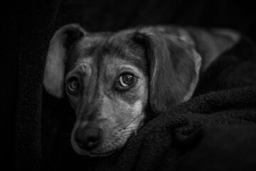 black and white portrait of a dog