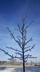 Winterbaum 2