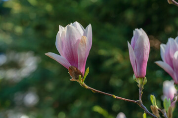 Against a blurred green background, a close-up of a delicate magnolia flower with the first traces of wilting. The fragility of beauty and youth, the rapid passage of time