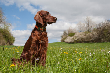 Lush green meadow, flowers, blooming sloe bushes and in the middle of it a beautiful Irish Setter...