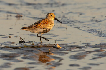 Red Knot in beach during sunrise