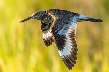 Eastern Willet in flight