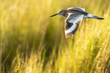 Eastern Willet in flight