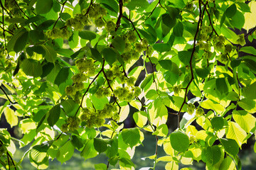 Fototapeta na wymiar Nature Background. Young leaves in the backlight of the sun. Outdoor.