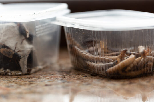 Wood-eaters, reptile feed insects in plastic containers with openings for air. Large wood-eaters from a pet store packed in boxes.