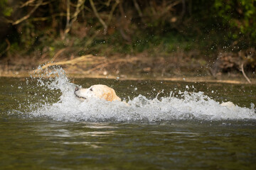 Hund im See