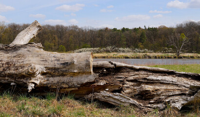 Fallen tree in the Odra River Valley,                                 