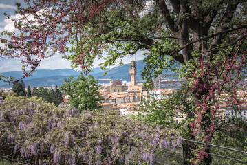 The magic of wisteria in Florence