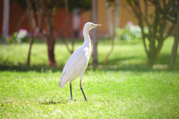 White cattle egret wild bird, also known as Bubulcus ibis walking on green lawn in summer