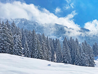 Fototapeta na wymiar Picturesque canopies of alpine trees in a typical winter atmosphere after the spring snowfall over the Obertoggenburg alpine valley and in the Swiss Alps - Nesslau, Switzerland (Schweiz)
