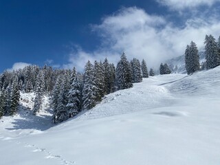 Fototapeta na wymiar Picturesque canopies of alpine trees in a typical winter atmosphere after the spring snowfall over the Obertoggenburg alpine valley and in the Swiss Alps - Nesslau, Switzerland (Schweiz)