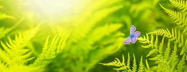 Male of common blue butterfly on green foliage of fern in summer forest. Horizontal banner with...