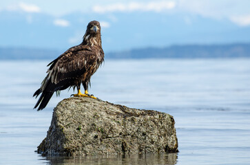 A juvenile bald eagle on a rock at the beach (Point Roberts, Washington)