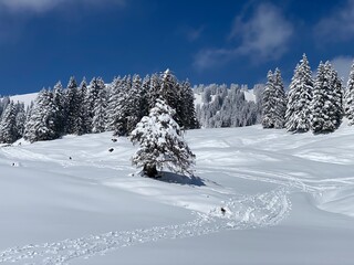 Picturesque canopies of alpine trees in a typical winter atmosphere after the spring snowfall over the Obertoggenburg alpine valley and in the Swiss Alps - Nesslau, Switzerland (Schweiz)
