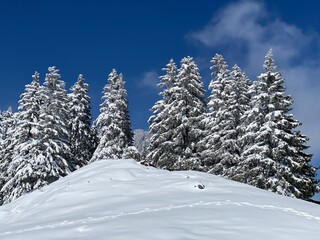 Picturesque canopies of alpine trees in a typical winter atmosphere after the spring snowfall over the Obertoggenburg alpine valley and in the Swiss Alps - Nesslau, Switzerland (Schweiz)
