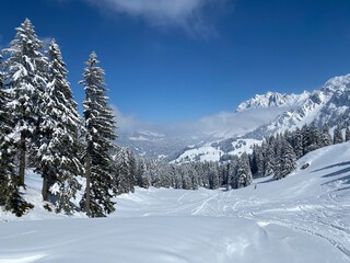 Picturesque canopies of alpine trees in a typical winter atmosphere after the spring snowfall over the Obertoggenburg alpine valley and in the Swiss Alps - Nesslau, Switzerland (Schweiz)