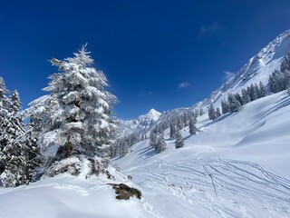 Fototapeta na wymiar Picturesque canopies of alpine trees in a typical winter atmosphere after the spring snowfall over the Obertoggenburg alpine valley and in the Swiss Alps - Nesslau, Switzerland (Schweiz)