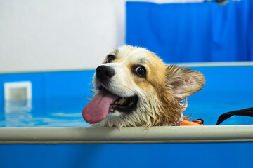 Corgi dog in life jacket swim in the swimming pool. Pet rehabilitation. Recovery training...