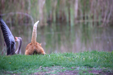 Eine Katze mit rotbraunen Fell jagt eine Familie Graugänse in den Teich.