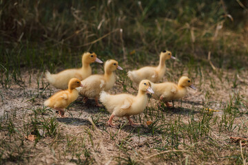 A flock of small yellow ducklings sits in the grass and watches.