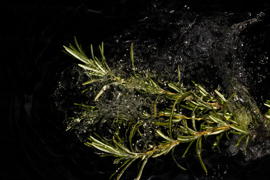 rosemary and ripple black water, creative art design, summer concept, rosemary sink