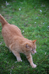 Portrait einer verspielten Katze mit rotbraunen Fell.