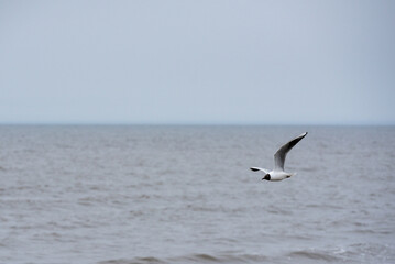 The black-headed gull (Chroicocephalus ridibundus) flying over the sea shore 