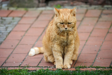 Eine rotbraune Katze mit einem schmollenden Gesichtsausdruck.