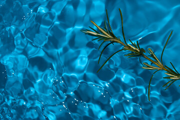 rosemary in blue clear water, abstract summer design