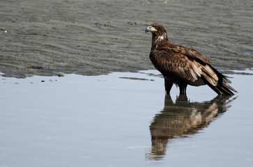Juvenile bald eagle in tidal pool, hunting for crabs (Point Roberts, Washington)