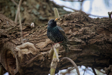 Auf einem Baum in der Nähe der Bruthöhle ist ein Star, Singvogel.