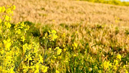 Obraz premium 川の土手の中で満開に咲く菜の花たち