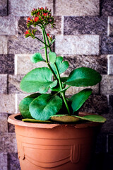 Green plant with gray tile background