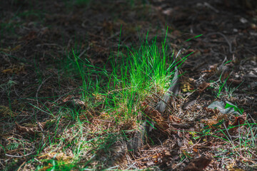 Young green grass in the bright morning sunlight among the dry fallen leaves in early spring, darkness and cold recede, the struggle of light and darkness