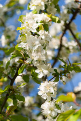 Blooming trees with beautiful flowers in the park, St Chad Nature Reserve, England, April 2022.