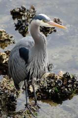 Great blue heron with mussel-covered rocks in the background (Vancouver, BC)
