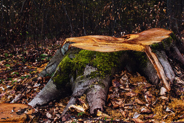Tree stump after felling in forest on a nice day in autumn