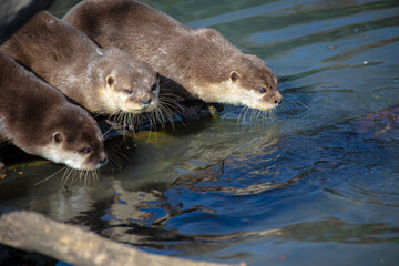 European otter (Lutra lutra), also known as Eurasian otter - Powered by Adobe