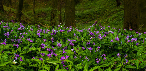 Beautiful violet or lilac flowers blooming in wild forest. Cardamine bulbifera, bittercress or toothwort flowering plants
